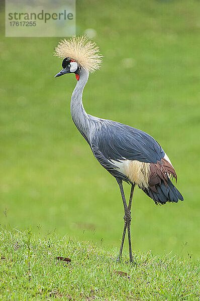 Porträt eines Graukronenkranichs (Balearica regulorum) auf einem grasbewachsenen Feld; Ruanda  Afrika