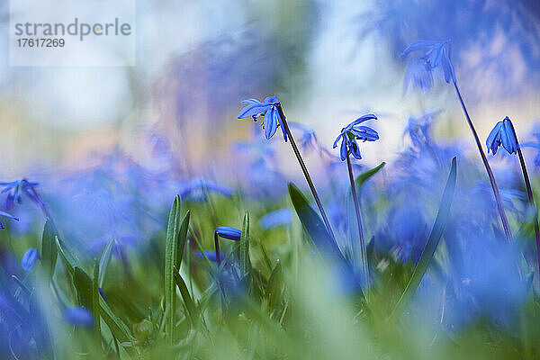 Blüten des Sibirischen Storchschnabels (Scilla siberica); Bayern  Deutschland