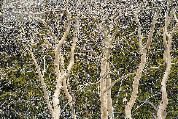 Künstlerische Ansicht von blattlosen Bäumen; Carcross  Yukon  Kanada