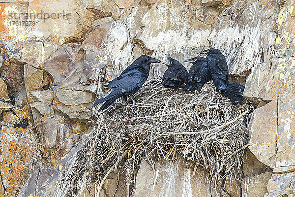 Raben (Corvus corax) in ihrem Nest mit ihren Küken auf einer Felsklippe; Yellowstone National Park  Vereinigte Staaten von Amerika