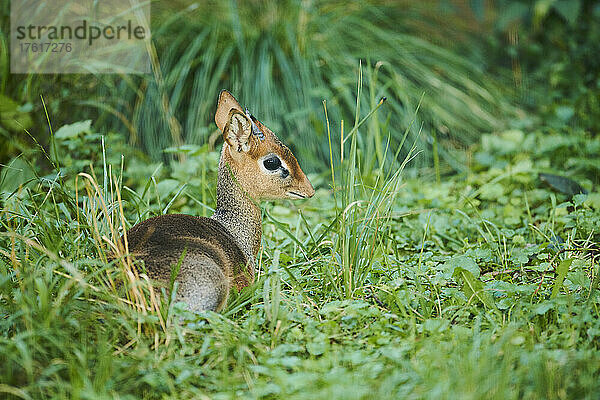 Kirk's Dikdik (Madoqua kirkii)  in Gefangenschaft; Tschechische Republik