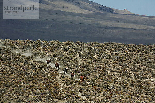 Wildpferde werden eingesammelt und aus dem Weideland von Winnemucca entfernt; Nevada  Vereinigte Staaten von Amerika