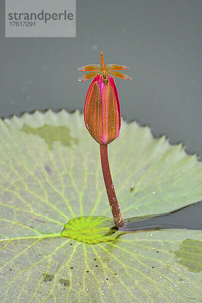 Libelle auf Lotusblume (Nelumbo nucifera)  Roter Lotus-See; Chiang Haeo  Thailand