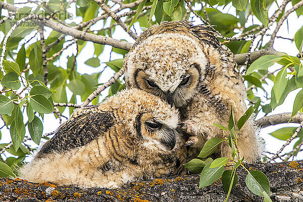 Zwei Jungtiere der Waldohreule (Bubo virginianus) beim Putzen  Yellowstone National Park; Vereinigte Staaten von Amerika