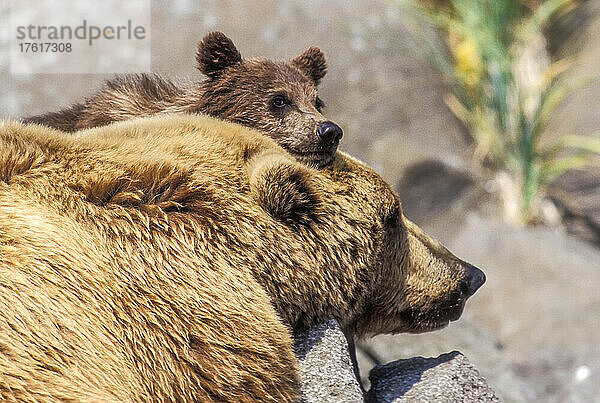 Blick von hinten auf ein Braunbärenjunges (Ursus arctos)  das sich an den Kopf der Mutter schmiegt  während sie zusammen sitzen und sich entspannen  Katmai National Park; Alaska  Vereinigte Staaten von Amerika