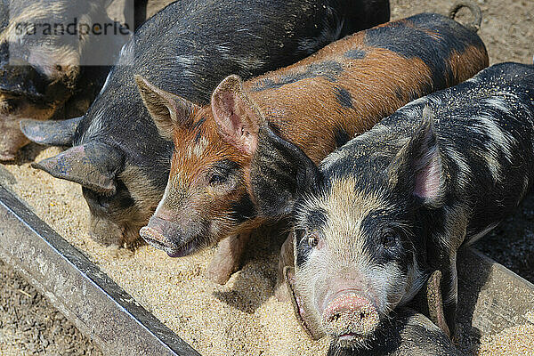 Fünf Ferkel (Sus domesticus) stehen in einer Reihe und fressen an einem Trog in Upper Canada Village; Morrisburg  Ontario  Kanada