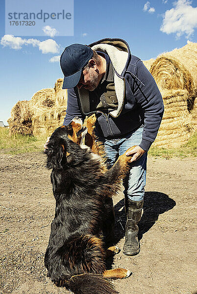 Landwirt streichelt seinen Hund vor Heuballen; Alcomdale  Alberta  Kanada