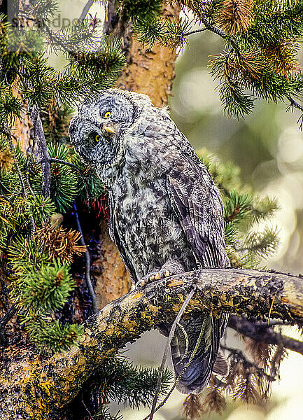 Der Steinkauz (Strix nebulosa) sitzt auf einem Ast  neigt seinen Kopf mit einem fragenden Blick und schaut in die Kamera im Yellowstone-Nationalpark. Yellowstone ist der südlichste Punkt in den Rocky Mountains  an dem Graueulen leben. Sie sind die größten Eulen und am häufigsten in den nördlichen borealen Wäldern zu finden  wo sie in den Wäldern neben offenen Wiesen leben. Sie übernachten und nisten im dichten Holz und jagen in den nahe gelegenen Grasflächen. Sie haben eine Flügelspannweite von 52 Zentimetern und stürzen leicht durch die Bäume; Wyoming  Vereinigte Staaten von Amerika