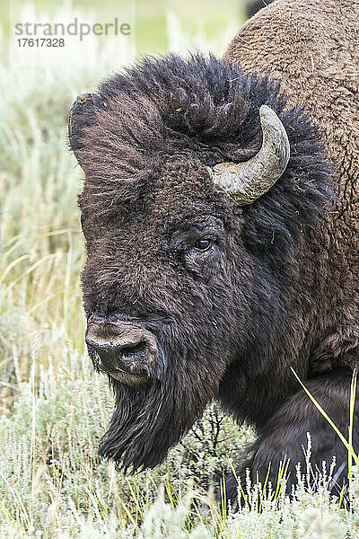 Nahaufnahme eines Bisonbullen (Bison bison) in einem Salbeibuschfeld; Yellowstone National Park  Wyoming  Vereinigte Staaten von Amerika