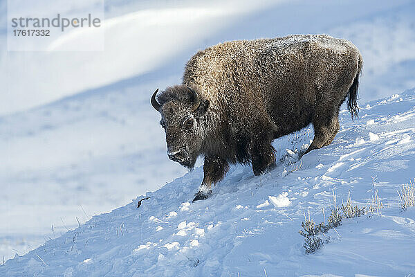 Amerikanischer Bison (Bison bison)  der einen schneebedeckten Abhang im Yellowstone National Park hinunterläuft; Vereinigte Staaten von Amerika