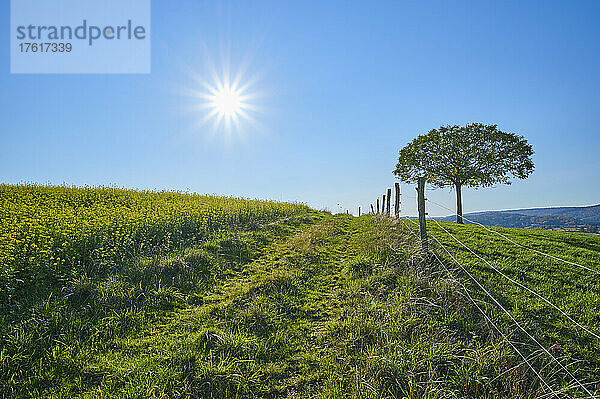 Feld mit blühenden Senfpflanzen (Brassica) neben einem Fußweg und einer Wiese mit einem einsamen Baum vor einem klaren blauen Himmel mit Sonne; Odenwald  Hessen  Deutschland