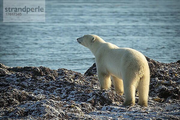 Eisbär (Ursus maritimus) steht und schaut aufs Meer hinaus; Arviat  Nunavut  Kanada
