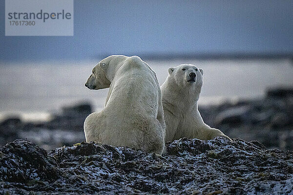Zwei Eisbären (Ursus maritimus) sitzen auf einem Seetangbett; Arviat  Nunavut  Kanada