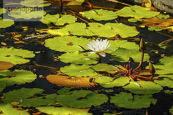 Blühende Lotusblumen (Nelumbo nucifera) am Red Lotus Lake; Chiang Haeo  Thailand