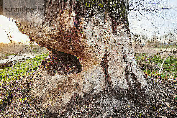 Riss- oder Bruchweidenbaum (Salix fragilis)  gebissen von einem Biber (Castor fiber); Bayern  Deutschland