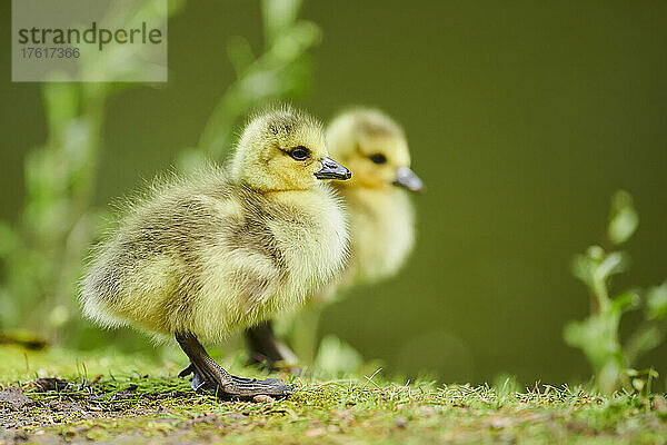 Zwei Kanadagans-Küken (Branta canadensis) auf einer Wiese; Bayern  Deutschland