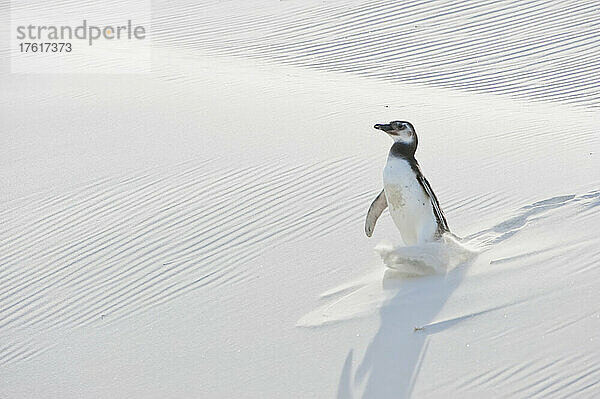 Ein Magellanpinguin (Spheniscus magellanicus) schlurft durch den Sand  während er auf einem sandigen Hang Spuren hinterlässt; Falklandinseln  Antarktis