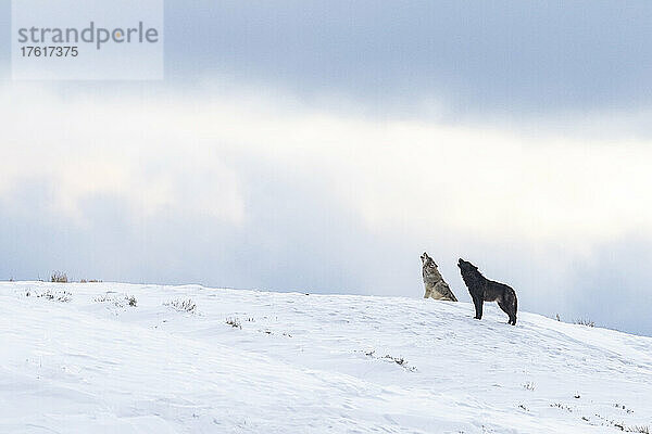 Ein Wolfspaar (Canis lupus) heult gemeinsam in den bewölkten Himmel auf einer schneebedeckten Bergkuppe im Yellowstone National Park; Wyoming  Vereinigte Staaten von Amerika