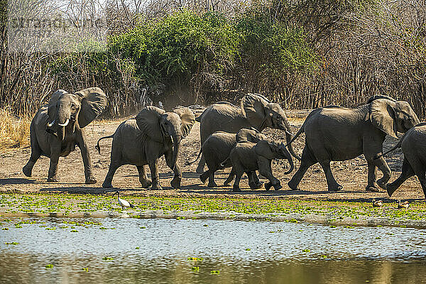 Herde afrikanischer Buschelefanten (Loxodonta africana)  die an einem Wasserloch durch die Savanne laufen; South Luangwa National Park  Sambia