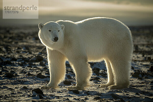 Eisbär (Ursus maritimus) steht und schaut zurück auf die Tundra; Arviat  Nunavut  Kanada