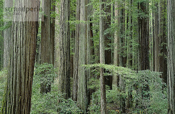 Humboldt Redwood State Park  Kalifornien  USA