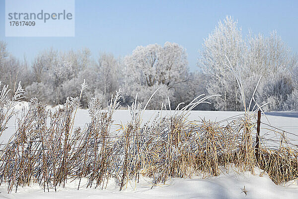 Frostbedeckte Gräser entlang eines Zauns im Vordergrund mit frostigen Bäumen im Hintergrund; Thunder Bay  Ontario  Kanada