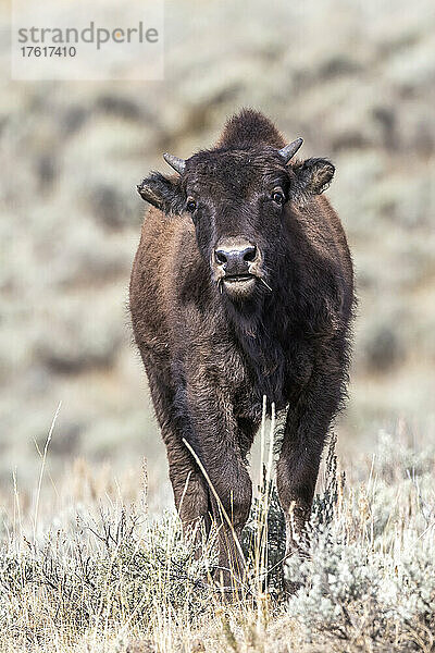 Porträt eines jugendlichen Bisons (Bison bison)  der im Gebüsch steht und in die Kamera starrt; Yellowstone National Park  Vereinigte Staaten von Amerika