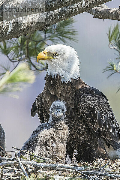 Nahaufnahme eines ausgewachsenen Weißkopfseeadlers (Haliaeetus leucocephalus)  der auf seinem Adlerjungen sitzt  Küken im Nest; Minnesota  Vereinigte Staaten von Amerika