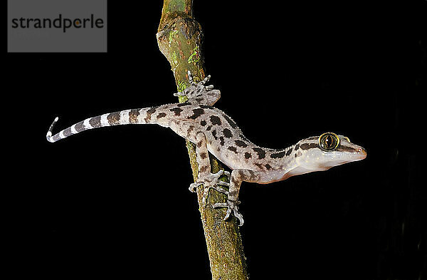 Ein Gecko im Gunung Mulu National Park; Gunung Mulu National Park  Sarawak  Borneo  Malaysia.