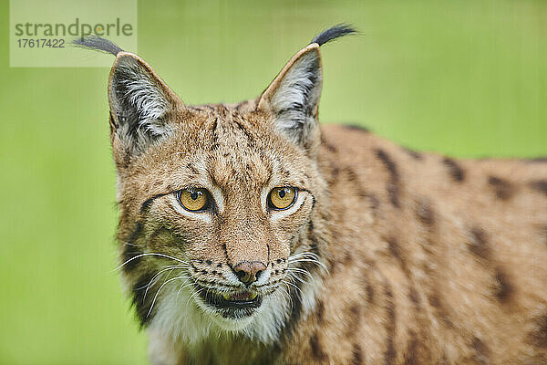 Eurasischer Luchs (Lynx lynx) Porträt; Bayern  Deutschland