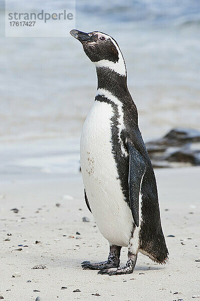 Magellanpinguin (Spheniscus magellanicus) stehend am Strand; Antarktis