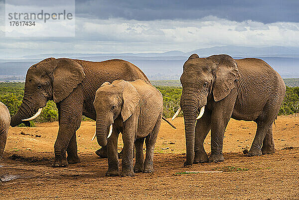 Afrikanische Elefanten (Loxodonta) im Addo-Elefanten-Nationalpark; Ostkap  Südafrika