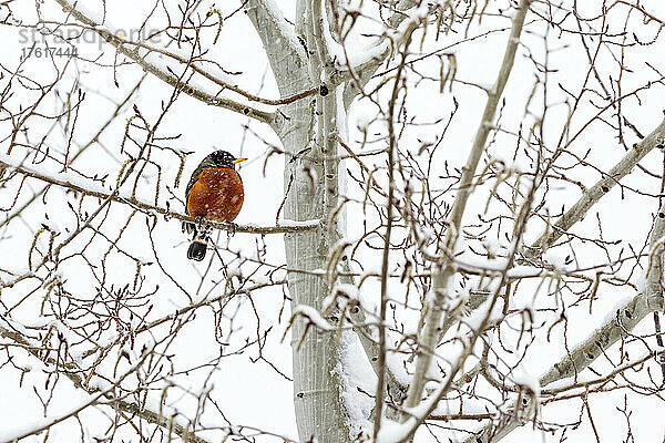 Buntes Rotkehlchen (Turdus migratorius) auf einem schneebedeckten Ast bei Schneefall; Calgary  Alberta  Kanada