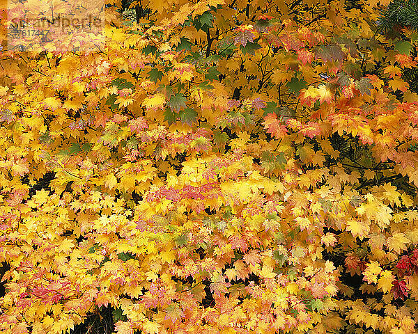 Leuchtende Herbstfarben auf einem Bergahorn (Acer circinatum) im Mount Rainier National Park; Washington  Vereinigte Staaten von Amerika