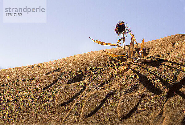 Spuren auf einem Dünenhang  die sowohl einen Abdruck als auch ein Reliefmuster bilden  mit einer getrockneten Wüstenblume  die vor einem blauen Himmel aus dem Sand herausragt  im Coral Pink Sand Dunes State Park in der Nähe der Stadt Kanab im Kane County; Utah  Vereinigte Staaten von Amerika