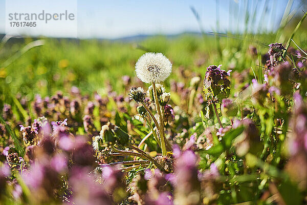 Löwenzahn-Samenkopf (Taraxacum sect. Ruderalia) blühend zwischen Wildblumen; Bayern  Deutschland