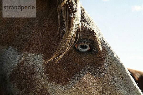 Nahaufnahme eines wilden Mustangs mit einem blauen Auge in einem Wildpferde-Erhaltungszentrum; Lantry  South Dakota  Vereinigte Staaten von Amerika