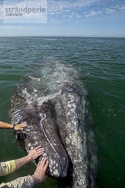 Hände und Grauwalkalb  San Ignacio Lagoon  Baja California  Mexiko.