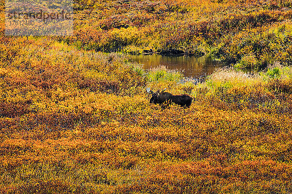 Elchbulle (Alces alces) spaziert in den leuchtenden Herbstfarben der Tundra im Herbst; Denali National Park & Preserve  Interior Alaska  Alaska  Vereinigte Staaten von Amerika