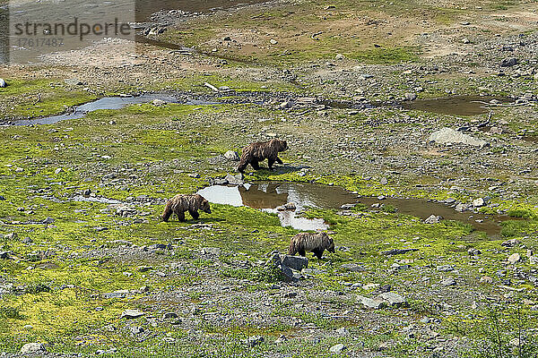 Grizzlybär und Jungtiere  Coast Mountains  British Columbia  Kanada