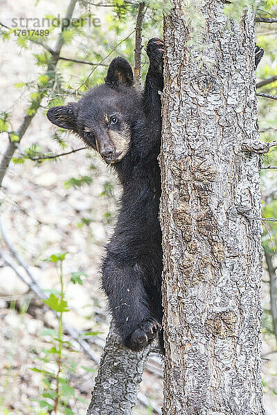 Porträt eines amerikanischen Schwarzbärenjungen (Ursus americanus)  der in die Kamera blickt  während er lernt  auf eine Douglasie (Pseudotsuga menziesii) im Yellowstone-Nationalpark zu klettern. Der Amerikanische Schwarzbär ist eine von acht Bärenarten auf der Welt und eine von drei auf dem nordamerikanischen Kontinent; Wyoming  Vereinigte Staaten von Amerika