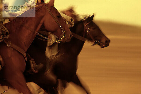 Cowboys reiten Pferde auf einer Ranch; Seneca  Oregon  Vereinigte Staaten von Amerika