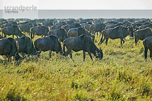 Eine Herde Gnus (Connochaetes taurinus) in der Maasai Mara; der westliche Teil des Maasai Mara National Reserve  in der Nähe des Mara Flusses  in Kenia.