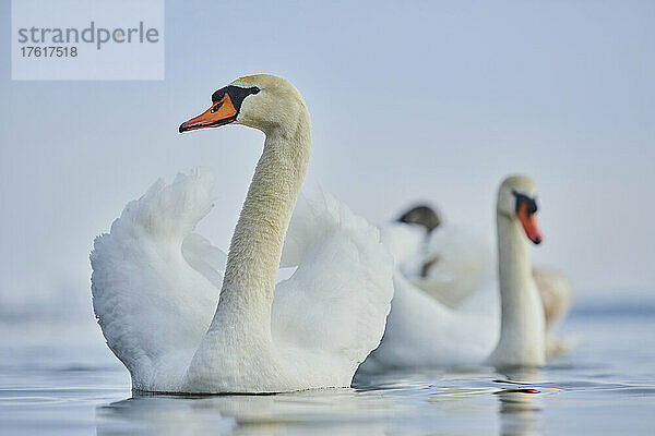 Höckerschwäne (Cygnus olor) schwimmen auf der Donau; Bayern  Deutschland