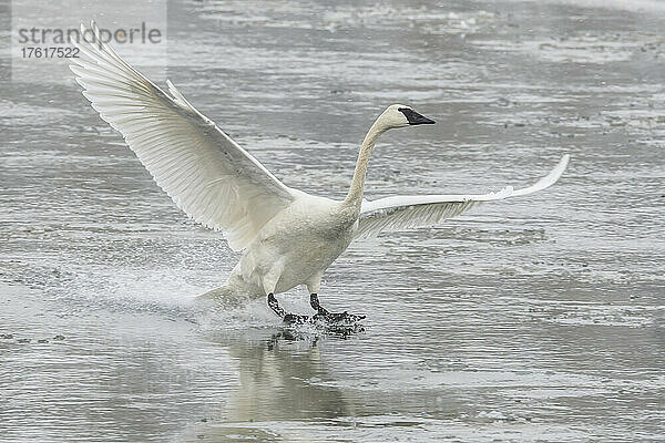 Trompeterschwan (Cygnus buccinator) mit ausgebreiteten Flügeln bei der Landung auf dem grauen  eisigen Wasser; Yellowstone National Park  Vereinigte Staaten von Amerika