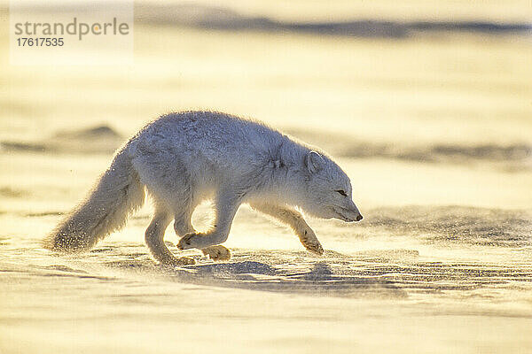 Polarfuchs (Vulpes logopus) beim Spaziergang durch die verschneite Tundra an der Hudson's Bay; Manitoba  Kanada