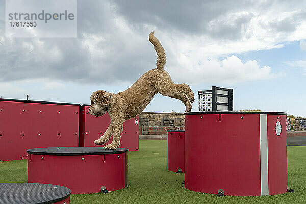 Ein blonder Cockapoo-Hund zeigt seine Beweglichkeit  indem er zwischen unterschiedlich hohen Plattformen springt; South Shields  Tyne and Wear  England