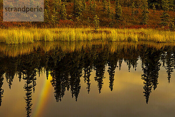 Ein Regenbogen und Bäume  die sich im Nugget-Teich spiegeln.