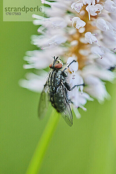 Extreme Nahaufnahme einer Schmeißfliege (Calliphoridae) auf einer Blüte der Bistorta officinalis (Persicaria bistorta); Bayern  Deutschland