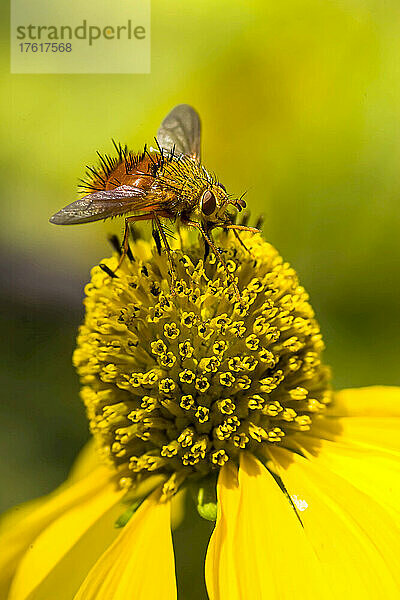 Eine Biene sitzt mit ausgebreiteten Flügeln auf einer gelben Sneezeweed-Blüte.